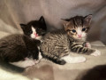 7-kittens-looking-for-their-forever-home-small-2