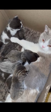 7-kittens-looking-for-their-forever-home-big-0