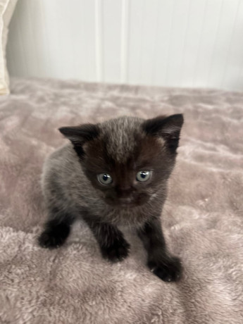 7-kittens-looking-for-their-forever-home-big-1