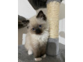 ragdoll-kittens-small-0