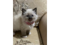 ragdoll-kittens-small-2