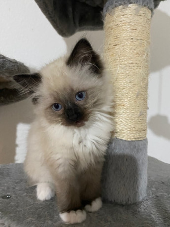 ragdoll-kittens-big-0