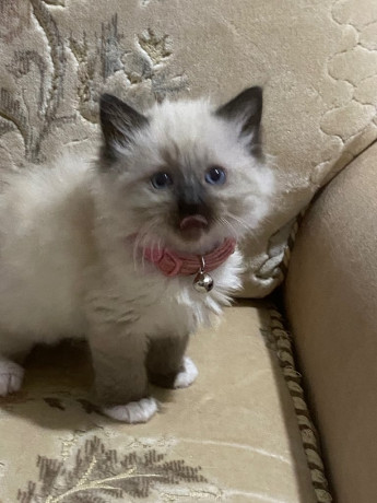 ragdoll-kittens-big-2