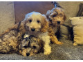f1-cockerpoo-puppies-small-0