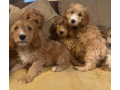 f1-cockerpoo-puppies-small-3