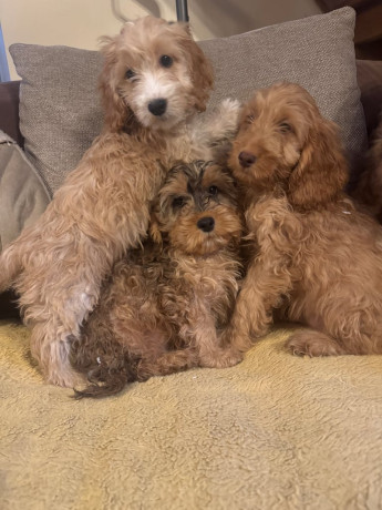 f1-cockerpoo-puppies-big-1