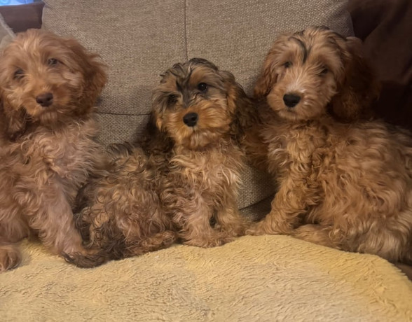 f1-cockerpoo-puppies-big-2