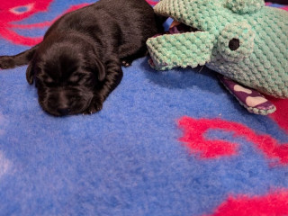 chunky-kc-reg-labrador-pupshealth-tested