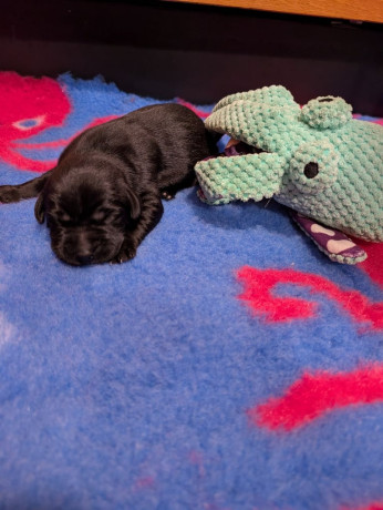 chunky-kc-reg-labrador-pupshealth-tested-big-0