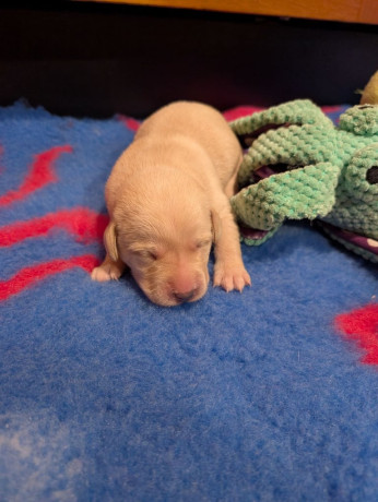 chunky-kc-reg-labrador-pupshealth-tested-big-2