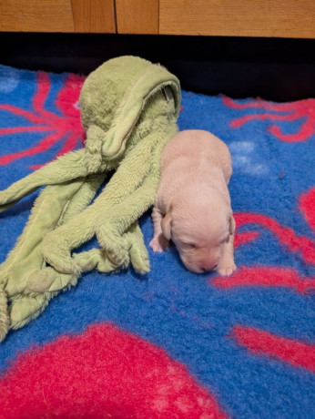 chunky-kc-reg-labrador-pupshealth-tested-big-3