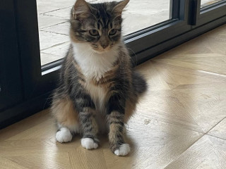 beautiful-european-tabby-female-cat