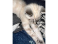 half-ragdoll-kittens-ready-for-their-forever-homes-small-2