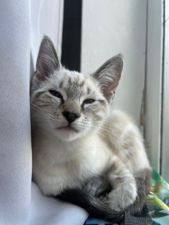 half-ragdoll-kittens-ready-for-their-forever-homes-big-0