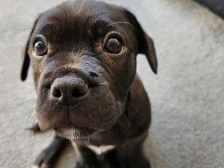 2-months-old-puppy-frenchie-x-jack-russell