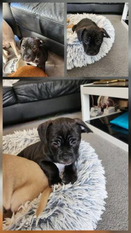 2-months-old-puppy-frenchie-x-jack-russell-big-2