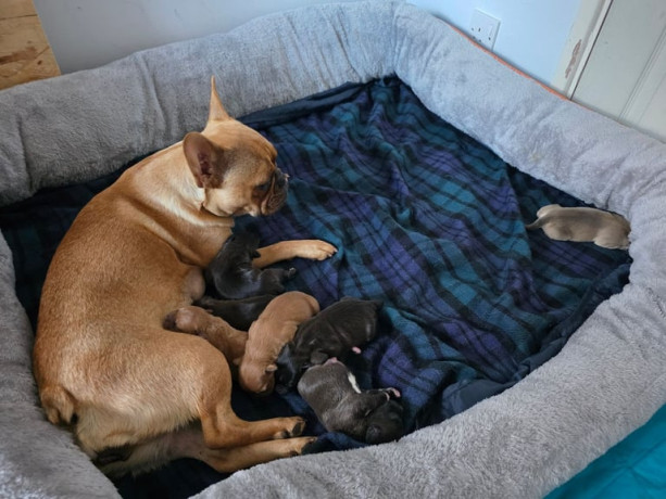 2-months-old-puppy-frenchie-x-jack-russell-big-3