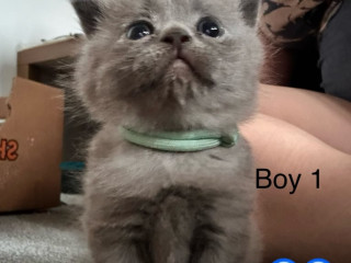 british-blue-kittens