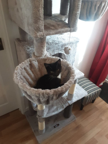 pretty-tuxedo-kitten-looking-for-love-big-0