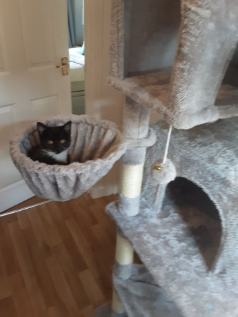 pretty-tuxedo-kitten-looking-for-love-big-1