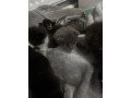 beautiful-kitten-for-sale-small-3