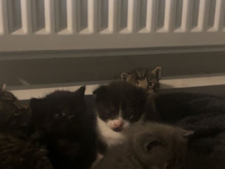 beautiful-kitten-for-sale