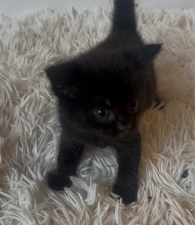 beautiful-kitten-for-sale-big-2