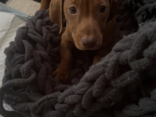 dachshund-jack-russel-mix-puppy