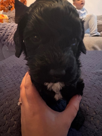 f2-sproodle-puppies-big-1