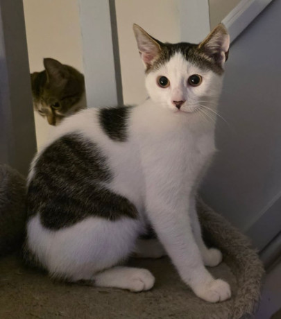 little-boy-left-all-his-sisters-found-new-homes-big-1