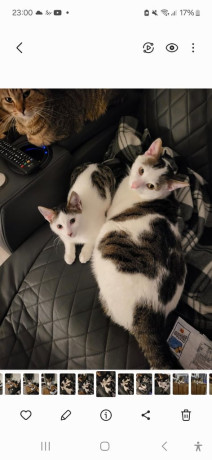 little-boy-left-all-his-sisters-found-new-homes-big-3