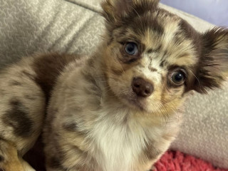 ready-to-go-chihuahua-longhair-tiny-chocolate-merle-girl-blue-eye