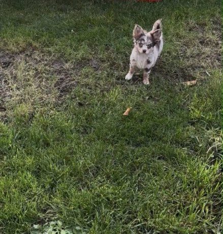 ready-to-go-chihuahua-longhair-tiny-chocolate-merle-girl-blue-eye-big-2