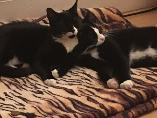 brother-and-sister-seeking-loving-home