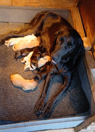 beautiful-labrodor-puppys-big-0