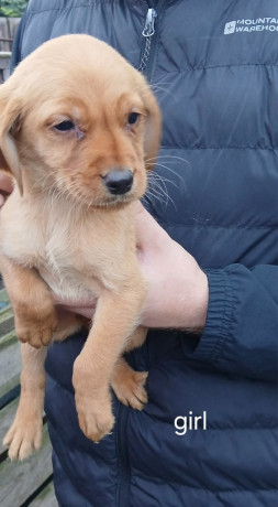 beautiful-labrodor-puppys-big-1