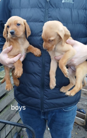 beautiful-labrodor-puppys-big-3