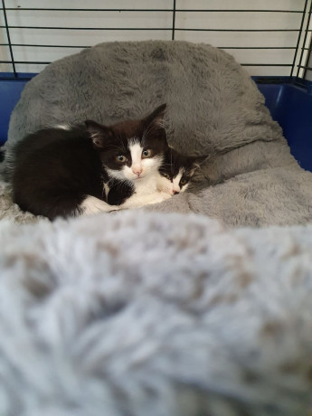 kitten-1-left-ready-to-leave-now-big-3