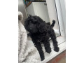 cockapoo-black-female-small-0