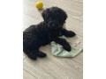 cockapoo-black-female-small-2