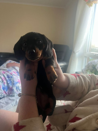 cockapoo-black-female-big-3