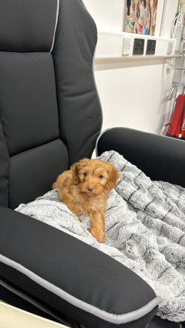 boy-cockapoo-puppy-big-1