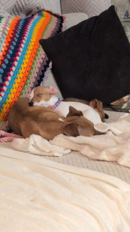 jack-russell-34-14-chihuahua-big-0