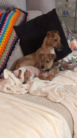 jack-russell-34-14-chihuahua-big-2