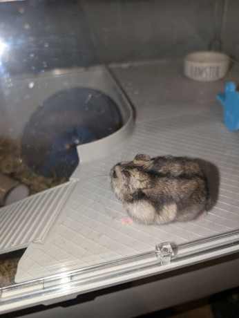 large-cat-tree-big-2