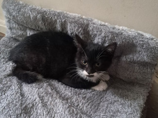 1-female-kittens-looking-for-her-forever-home