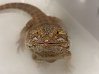 bearded-dragon-and-viv