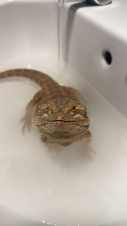 bearded-dragon-and-viv-big-0