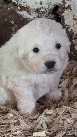 tatra-mountain-sheepdog-owczarek-podhalanski-big-1