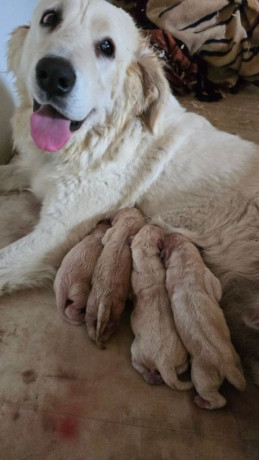 tatra-mountain-sheepdog-owczarek-podhalanski-big-2